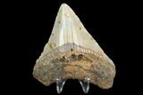 3.33" Fossil Megalodon Tooth - North Carolina - #129971-2